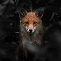 Valentin-Malinov-Macedonia-entry-Open-competition-Natural-World-Wildlife-2020-Sony-World-Photography-Awards