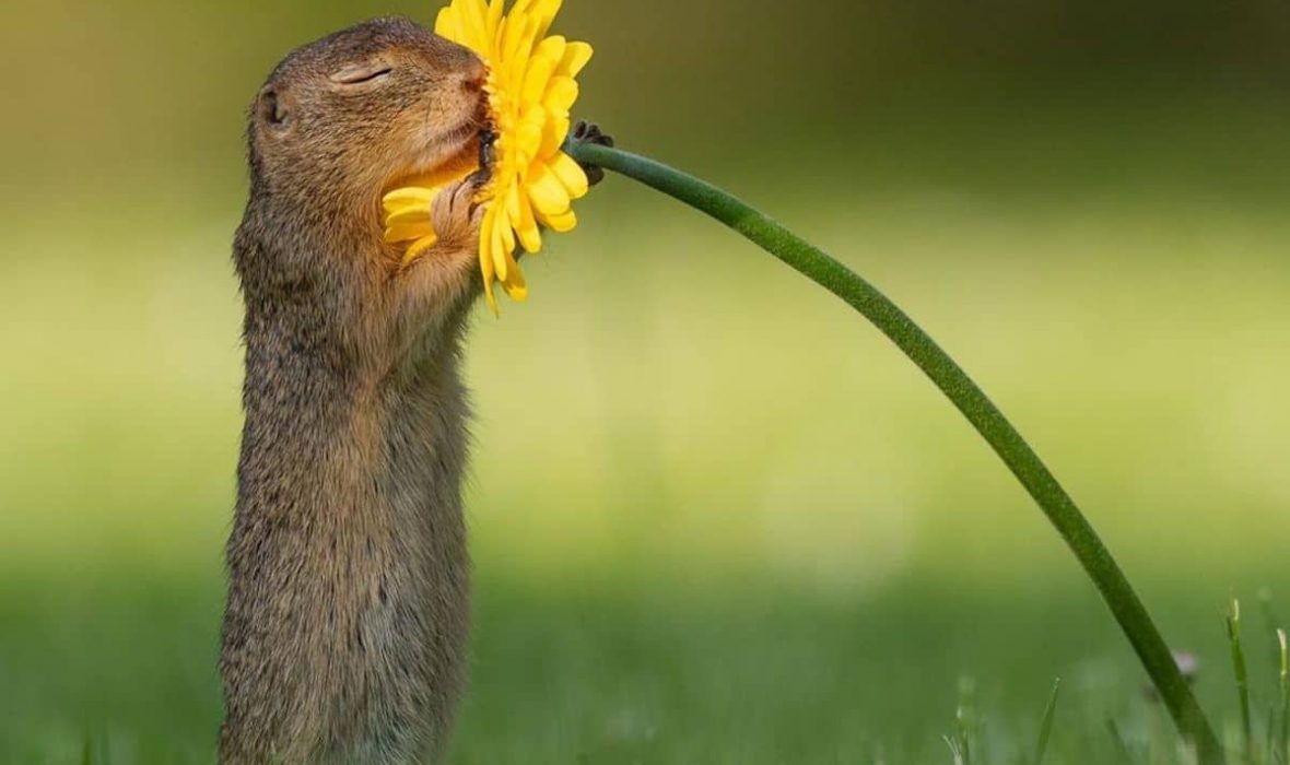 dick-van-duijn-animal-photography-5