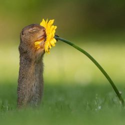 dick-van-duijn-animal-photography-5