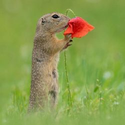 dick-van-duijn-animal-photography-6