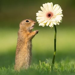 dick-van-duijn-animal-photography-8