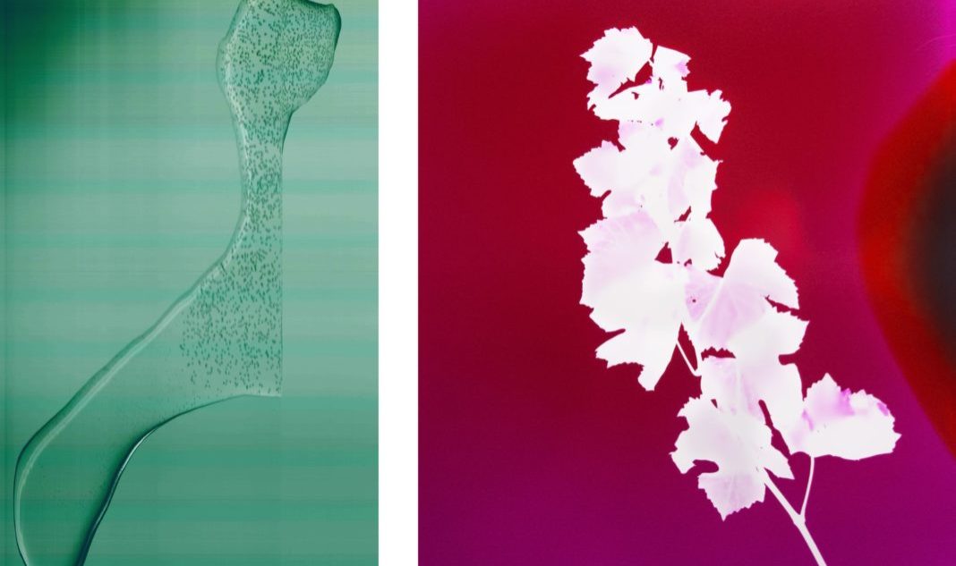 elsaleydier_heatwave_ruinart_23-1068x726