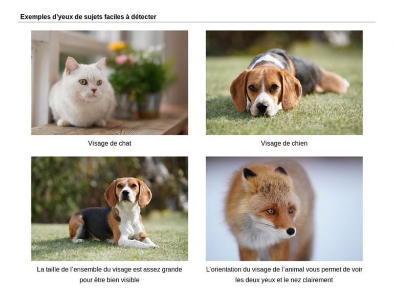 sony-real-time-animal-eye-af-01-1000px