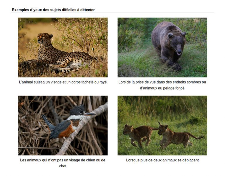 sony-real-time-animal-eye-af-02-1000px