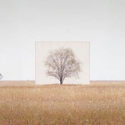 ignant-art-myoung-ho-lee-tree-4-720x300