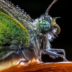 Laowa-65-mm-f28-2X-macro-APO-2