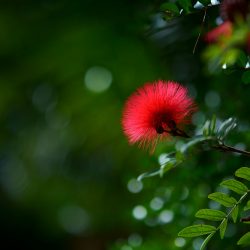 tokina-atx-m-85mm-f1_8-sony-fe-exemple-image-kazuyuki-hagiwara-02-2000px