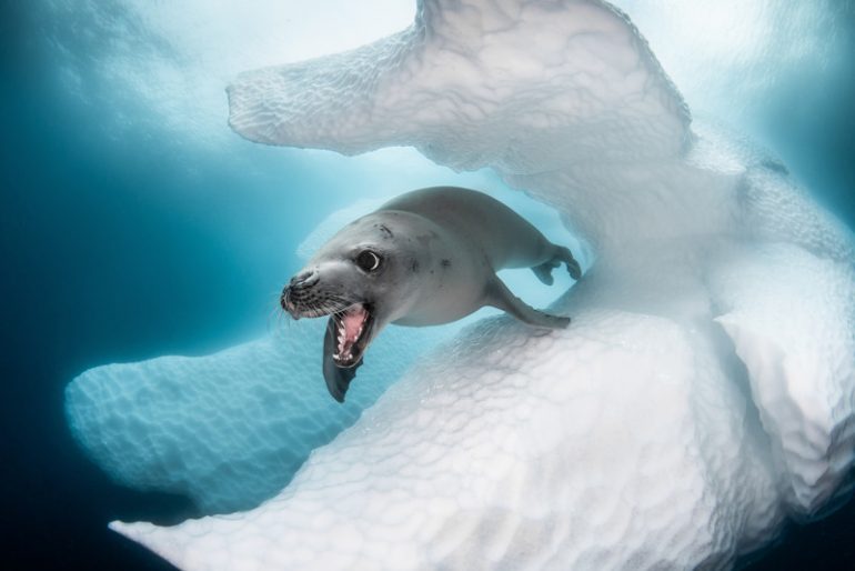 Cold-Water1_GREG_LECOEUR_CRABEATER-SEAL-800x534