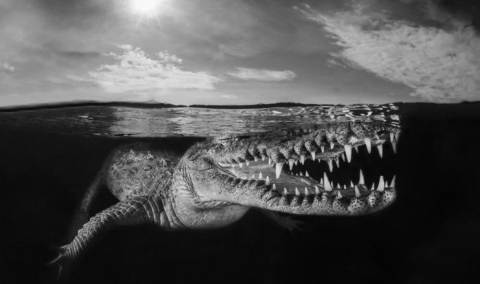 2020-underwater-photo-contest-scuba-diving-magazine18-5f69cad7d091e__700