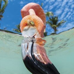 2020-underwater-photo-contest-scuba-diving-magazine23-5f69cae1294d7__700