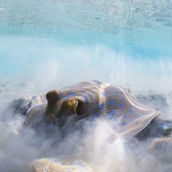 2020-underwater-photo-contest-scuba-diving-magazine4-5f69cabd9a686__700