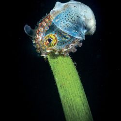 2020-underwater-photo-contest-scuba-diving-magazine5-5f69cabf7e4bd__700