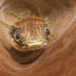 2020-underwater-photo-contest-scuba-diving-magazine6-5f69cac1ebbbd__700