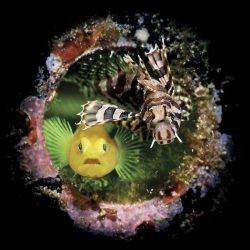 2020-underwater-photo-contest-scuba-diving-magazine7-5f69cac39b138__700