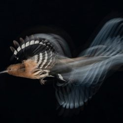 BPOTY-Birds-in-Flight-Gold