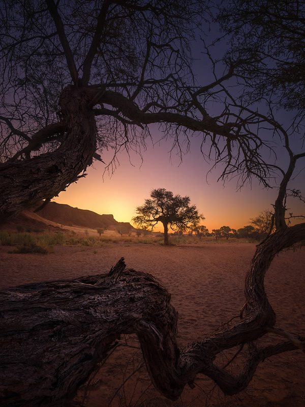 trees_of_namibia_isabella_tabacchi_06