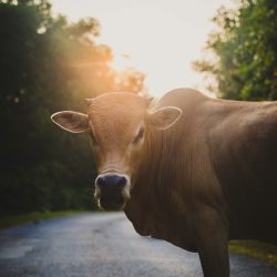 Lola-Asian-Aesthetic5