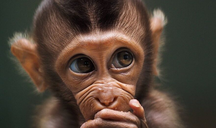 Baby-monkey-by-prabuds-Indonesia-5fabf53e6cf81__880