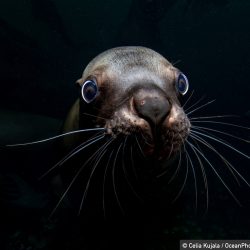 ocean-photography-awards-1