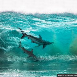 ocean-photography-awards-10