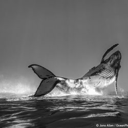 ocean-photography-awards-5