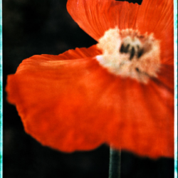 Arcturus ┬À Julien DRACH, Still life Polaroid ┬® Julien Drach, courtesy Galerie Arcturus