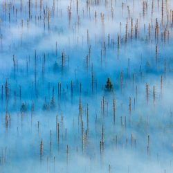 dead-forest-by-radomir-jakubowski