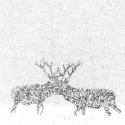 red-deer-in-white-by-kevin-berghmans