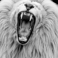 simon-needham-wildlife-photography-11