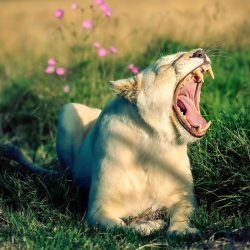 simon-needham-wildlife-photography-12