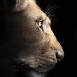 simon-needham-wildlife-photography-13