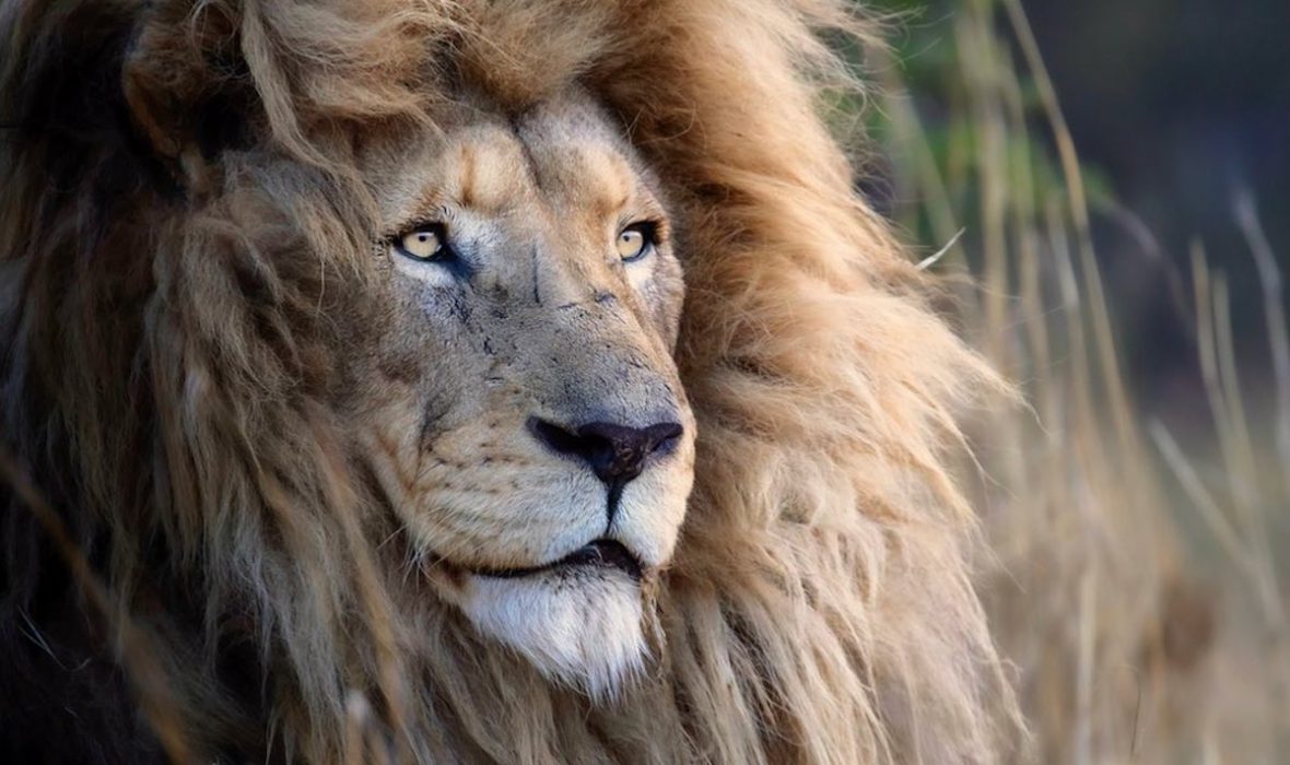 simon-needham-wildlife-photography-14