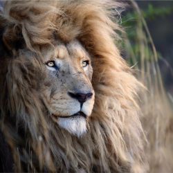 simon-needham-wildlife-photography-14