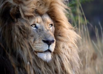 simon-needham-wildlife-photography-14