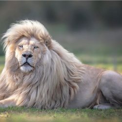 simon-needham-wildlife-photography-3