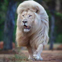 simon-needham-wildlife-photography-4