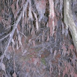 02_BundurakisElena_Magma-Trees