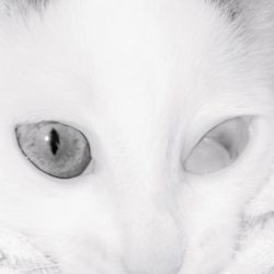 04_BundurakisElena_Roulis