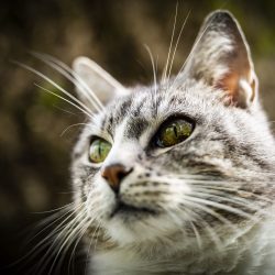 Close+focus+distance+cat