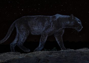 From-The-Black-Leopard_image-copyright-Will-Burrard-Lucas_188-189