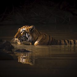 Bengal tiger with catchlight in water hole