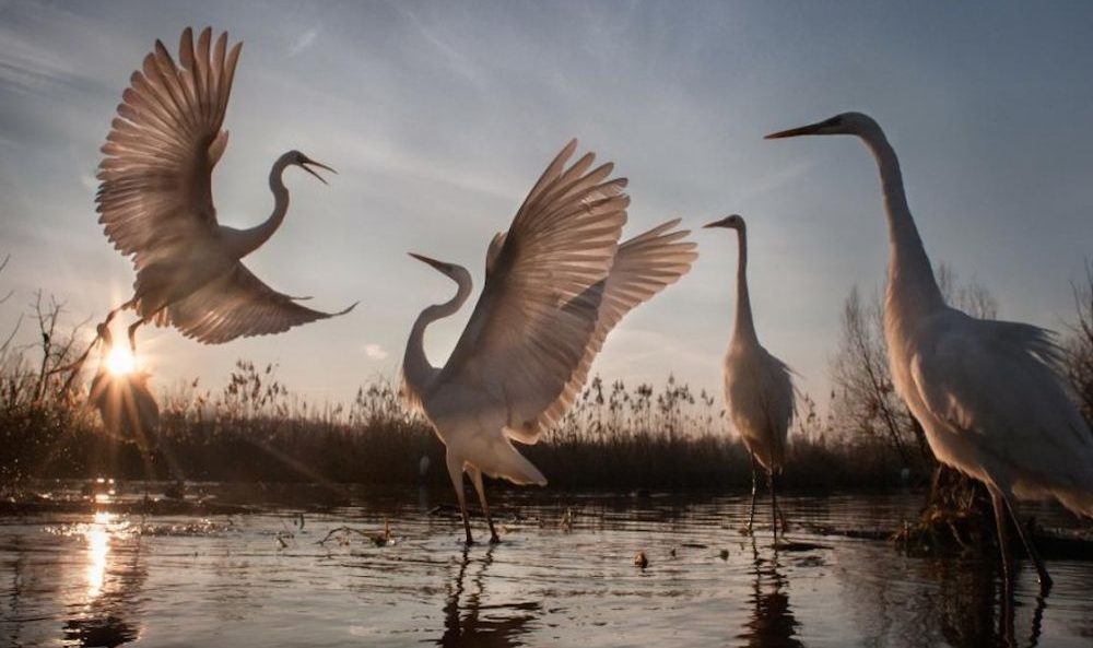 cover-r4x3w1000-59f3129a9ca71-grues