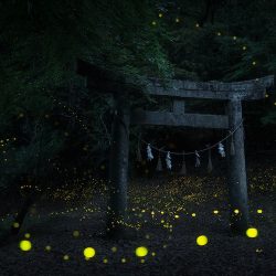 daniel-kordan-hotaru-firefly-season-japan-landscape-photography-2
