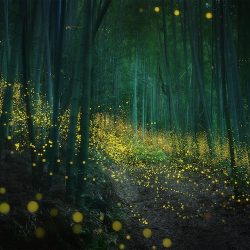 daniel-kordan-hotaru-firefly-season-japan-landscape-photography-3