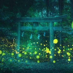 daniel-kordan-hotaru-firefly-season-japan-landscape-photography-4