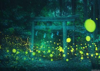 daniel-kordan-hotaru-firefly-season-japan-landscape-photography-4