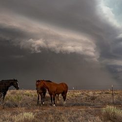 1614-1614572286-Logan_NM_7.15.20