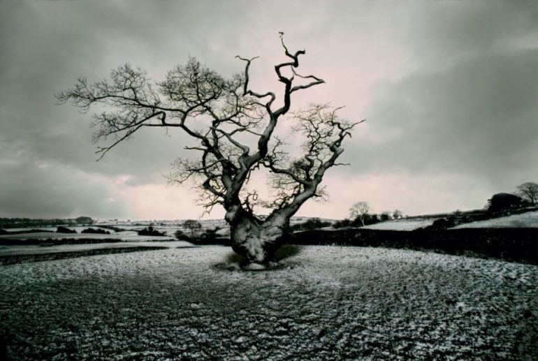 1977-derbyshire-uk-old-oak-tree-with-snow-b-940x631