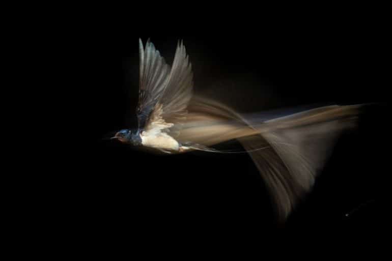 GDT-nature-wildlife-photography-awards-birds-petapixel-800x533