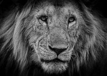 laurent_baheux_felins_noirs_felins_blancs_03-940x529